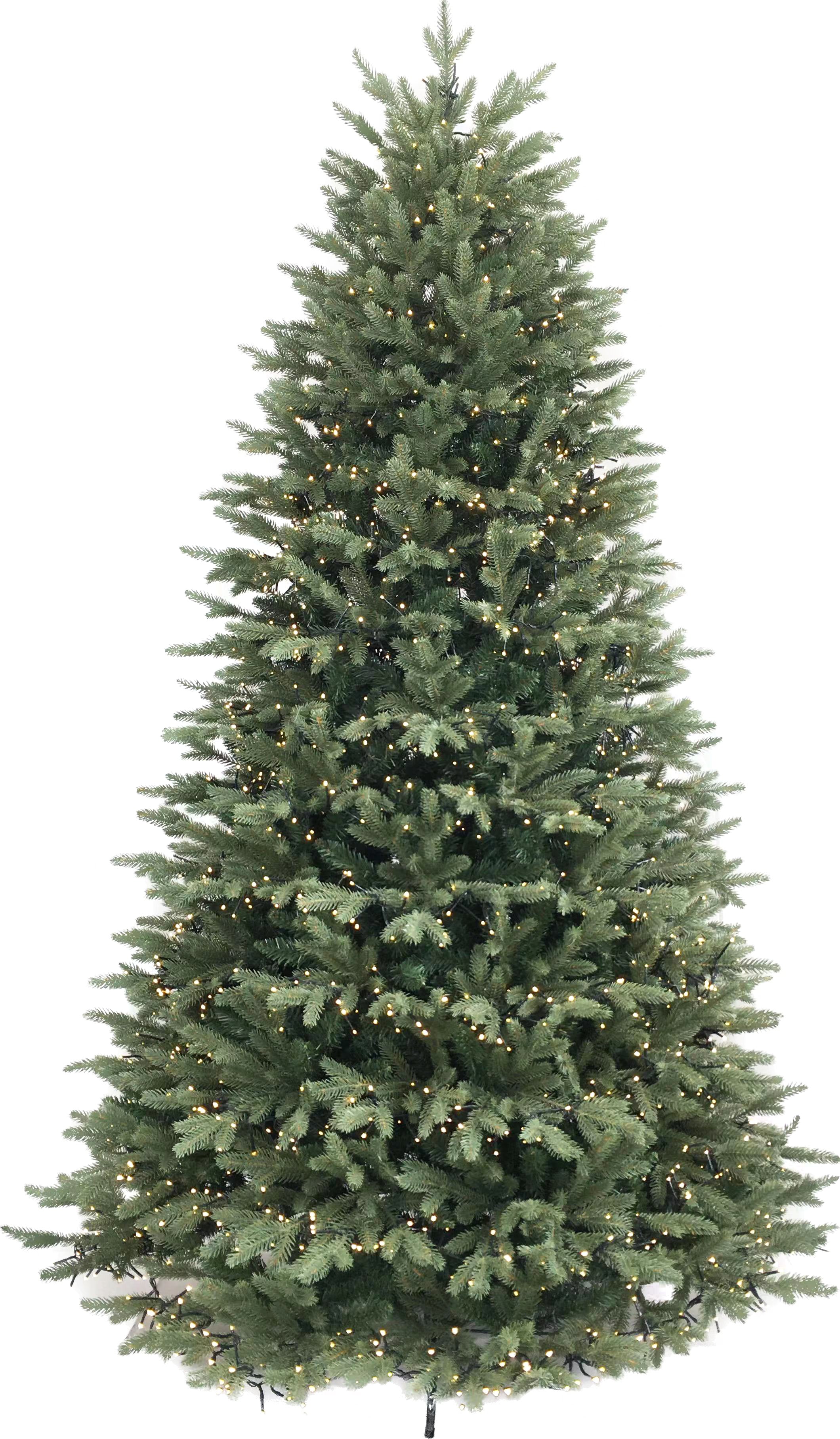 Abete Nebrodi con 4100mircoled, 240CM