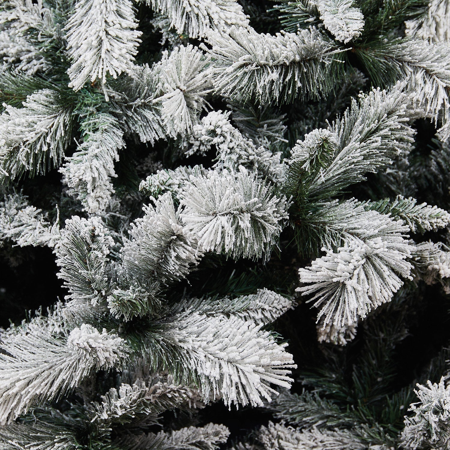 Abete Procera innevato H 240cm,D.155cm