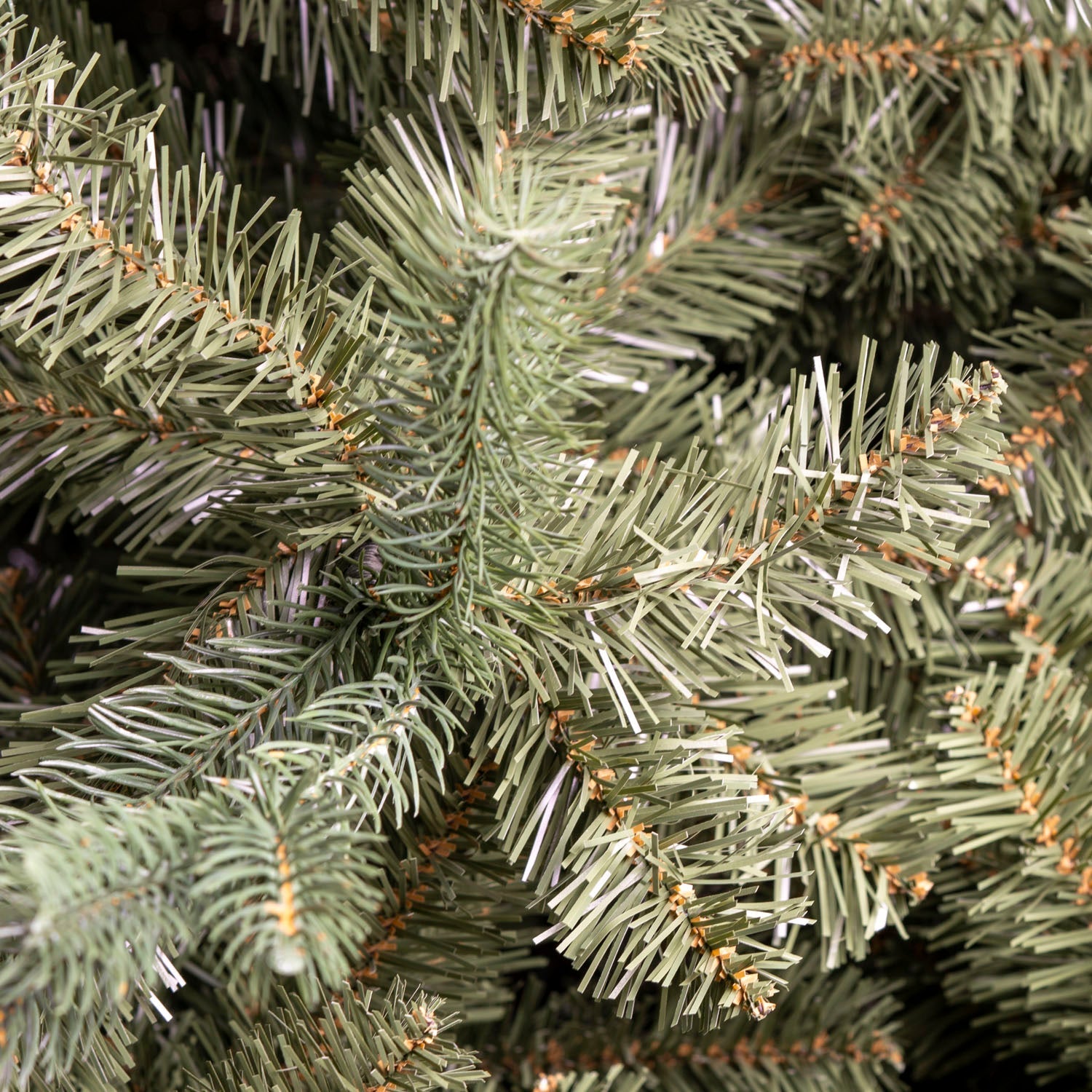 Abete Pinsapo H 210cm, D.134cm